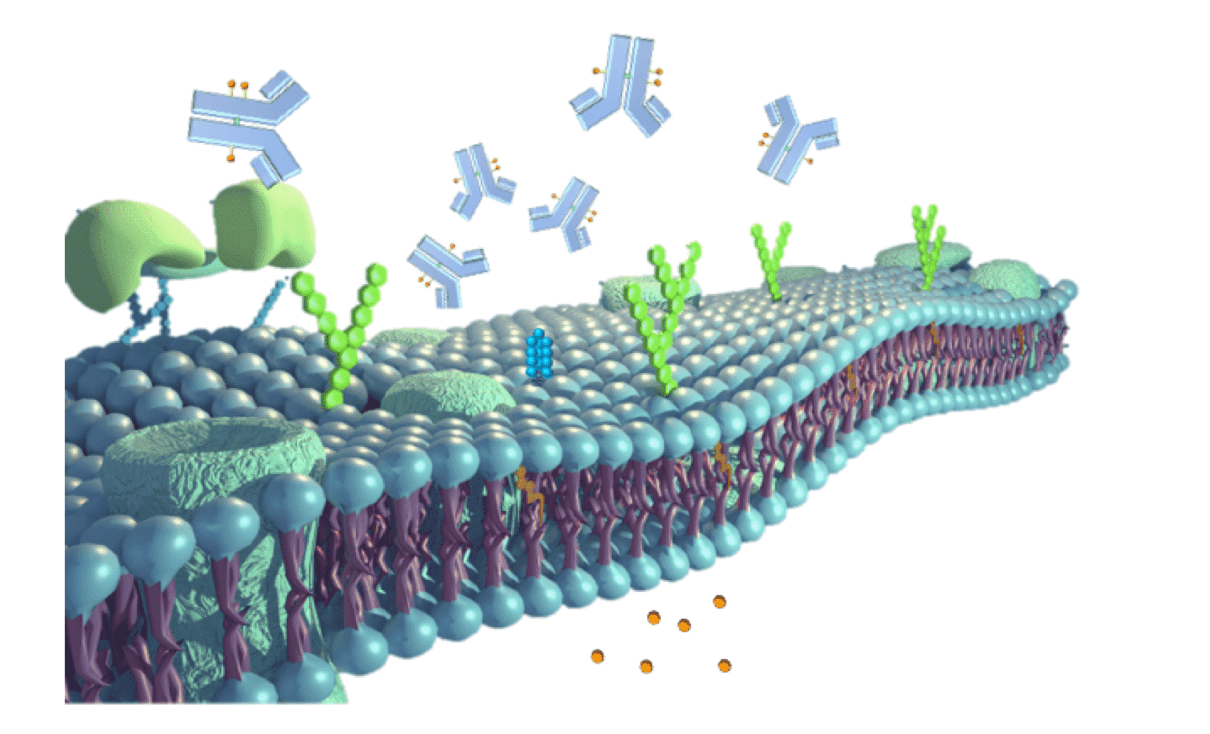 Case Study 2: Safety Assessment for Mesothelin-targeting ADCs